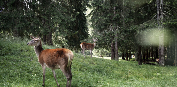 Val di Fiemme - Parco Naturale Paneveggio Pale di San Martino
