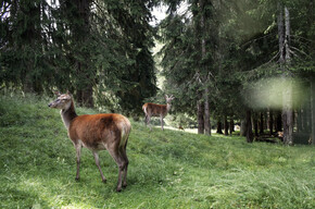 Der Naturpark Paneveggio-Pale di San Martino