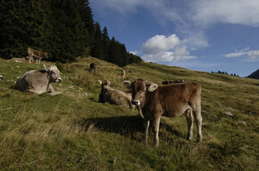 Albe in Malga - Malga Canali